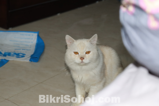 Pearl Colored Persian Cat